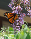 Monarch and butterfly bush 1.tif