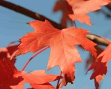 Oct maple leaf.jpg
