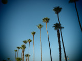 palm trees