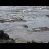 Honu (Hawaiian Green Sea Turtle)