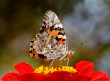 My Best  Painted Lady Butterfly  Shot