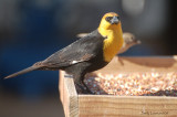 Yellow -Headed Blackbird