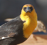Another Yellow Headed Blackbird 