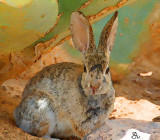 Watercolor  Painting Of A  Desert Cottontail 