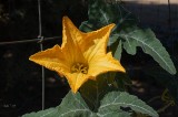 The Coyote Melon Vine is Blooming