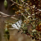Beckers White Butterfly