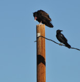 Turkey Vultures  And  Raven