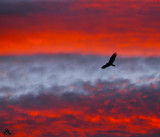  VULTURE in SUNSET