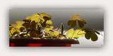 Oxalis