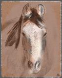 Horse Drawing