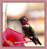 Male Annas Hummingbird.