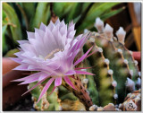  Cactus Flower