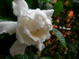 Gardenia - the wet look