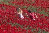 late_spring_in_israel__poppies