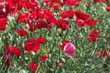 late_spring_in_israel__poppies 9.jpg