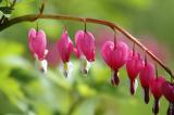 Bleeding Hearts.jpg