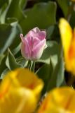 Yellow around Pink.jpg