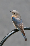 Eastern Bluebird - Female