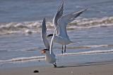 Royal Terns