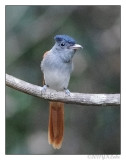 Asian Paradise Flycatcher