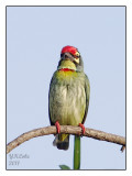 Copper Smith Barbet