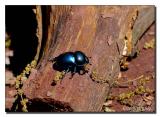 Small Insect (Close-up)