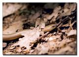 Small Snake (Close-up)