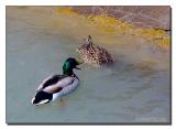 Mallard Ducks