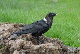 White-Necked Raven