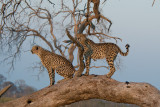 Cheetah Brothers marking their tree