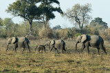 Elephant Line