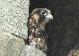 Juvenile Peregrine Falcon