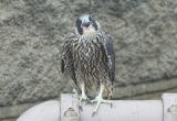 Peregrine Fledgling screaming for food