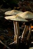 December 11, 2005'shrooms