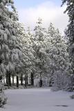 Early Morning Snow