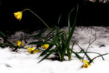 March 21, 2006<br>Sad Daffs