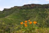 Poppies Against the Canyon Wall