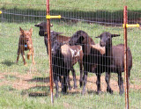 kelpie_9169w.jpg