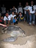Sea Turtle Preserve- Ujung Genteng -South Java