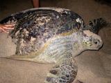 Sea Turtle Preserve- Ujung Genteng