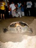 Sea Turtle Preserve- Ujung Genteng -South Java