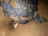 Sea Turtle Preserve- Ujung Genteng -South Java