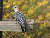 Red-bellied Woodpecker