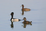 Ring-necked Ducks Male & Female