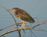 Green Heron - 1st Summer