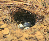 Horned Lark Nest