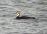 Pacific Loon