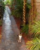 Cat in alley, Key West