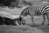 B&W Zebra