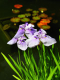 pbase Iris at Golden Gate Park June 13 2009_DSC5110.jpg